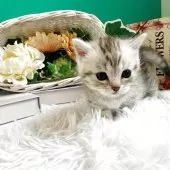 マンチカン(短足)【岐阜県・男の子・2025年10月3日・シルバーマッカレルタビー】の写真6