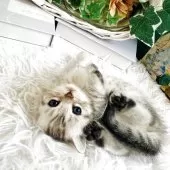 マンチカン(短足)【岐阜県・男の子・2025年10月3日・シルバーマッカレルタビー】の写真7