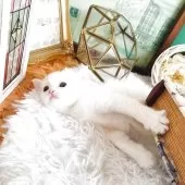 マンチカン(長足)【岐阜県・男の子・2025年10月3日・ホワイト】の写真7