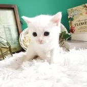 マンチカン(長足)【岐阜県・男の子・2025年10月3日・ホワイト】の写真9