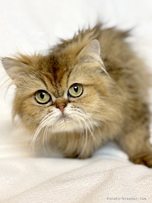 ペルシャ(チンチラ)【・女の子・2019年2月2日・チンチラゴールデン】