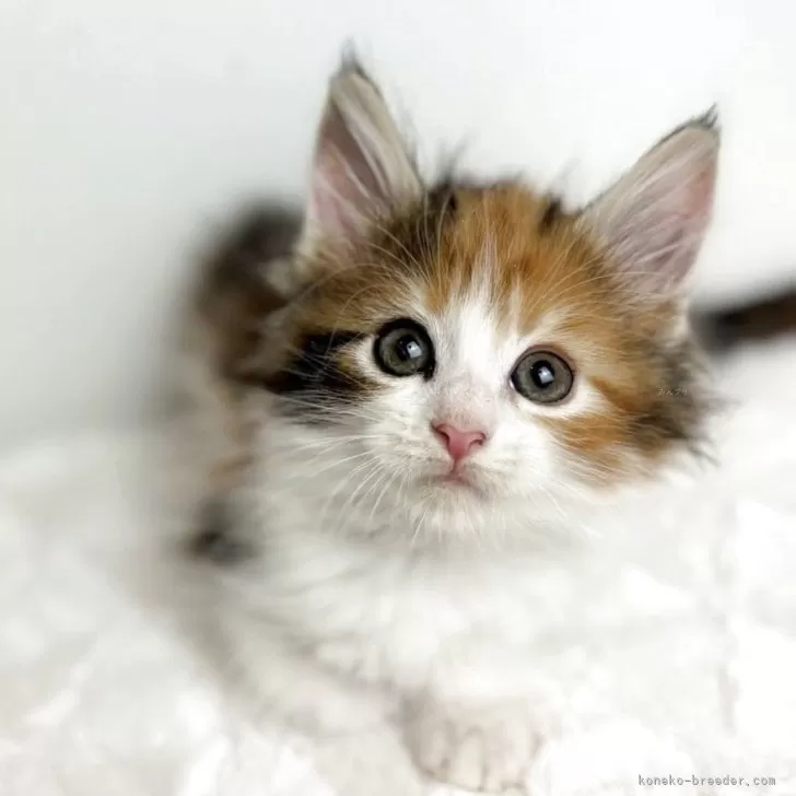 K.M 様のお迎えした子猫