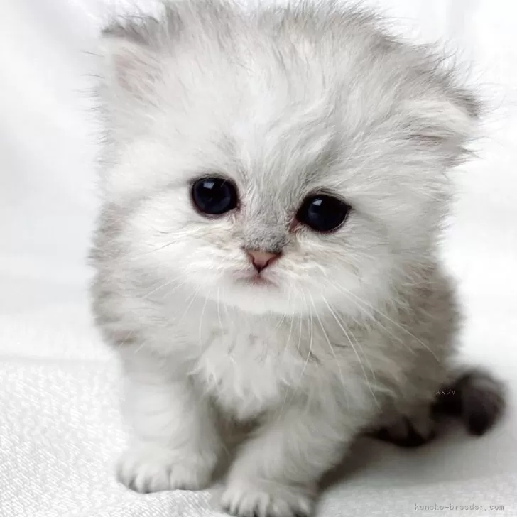 ID：2505-00398の子猫