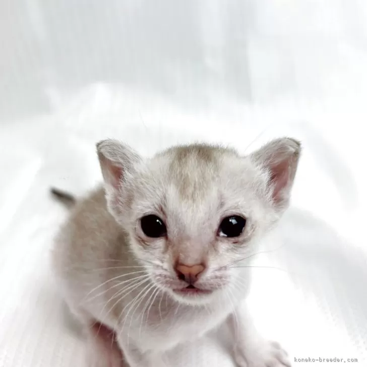 ID：2505-02126の子猫