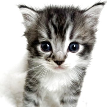 ラガマフィン【三重県・男の子・2025年9月14日・シルバータビー&ホワイト】の写真「ふわふわ男の子🎵」