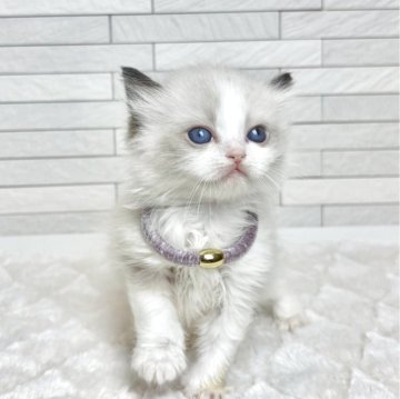 ラグドール【三重県・女の子・2025年11月3日・シールポイントバイカラー】の写真「ふわふわ女の子」