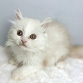スコティッシュフォールド
