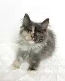 マンチカン(長足)【三重県・女の子・2025年8月7日・ブルーパッチドタビー&ホワイト】の写真2