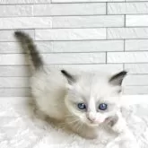 ラグドール【三重県・男の子・2025年11月3日・シールポイントバイカラー】の写真4