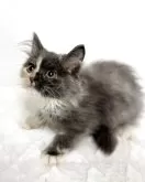 マンチカン(長足)【三重県・女の子・2025年8月7日・ブルーパッチドタビー&ホワイト】の写真5