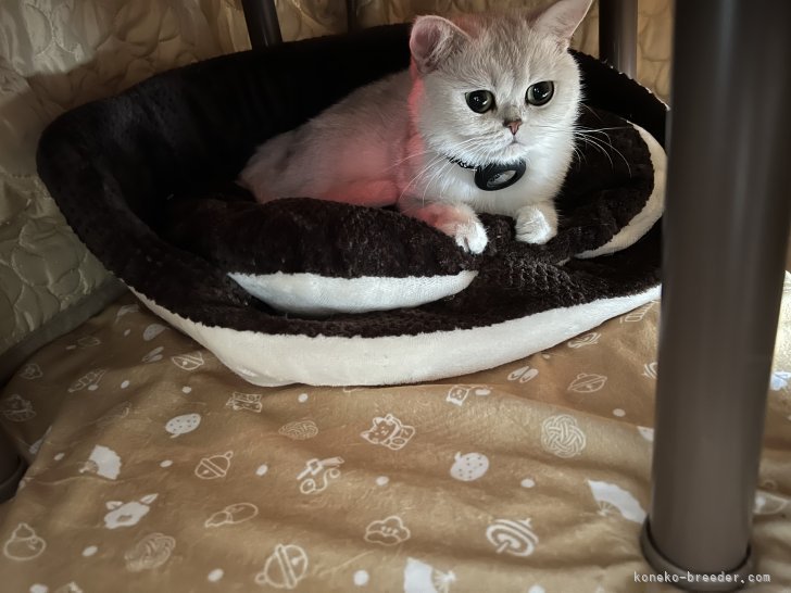 作家様(pisces*b たけしまさおり様)の子猫 たけしまさおりさんの猫