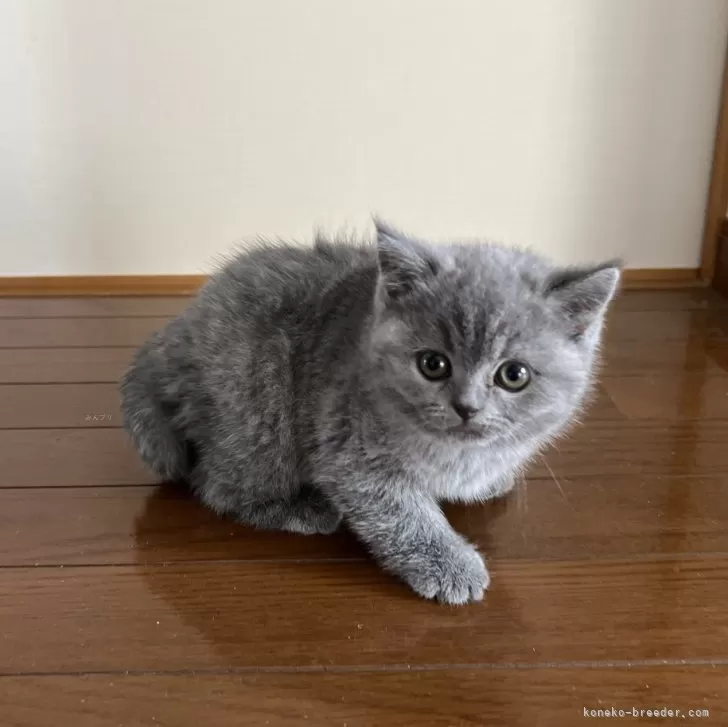 ID:2411-00675の子猫