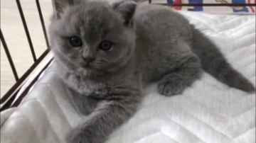 ブリティッシュショートヘア【三重県・男の子・2020年10月3日・薄めのブルー（良質）】の写真「11月25日までの販売になります。」