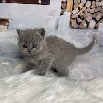 ブリティッシュショートヘア【三重県・男の子・2022年10月13日・薄いブルー】の写真「薄いブルーの可愛い男の子」