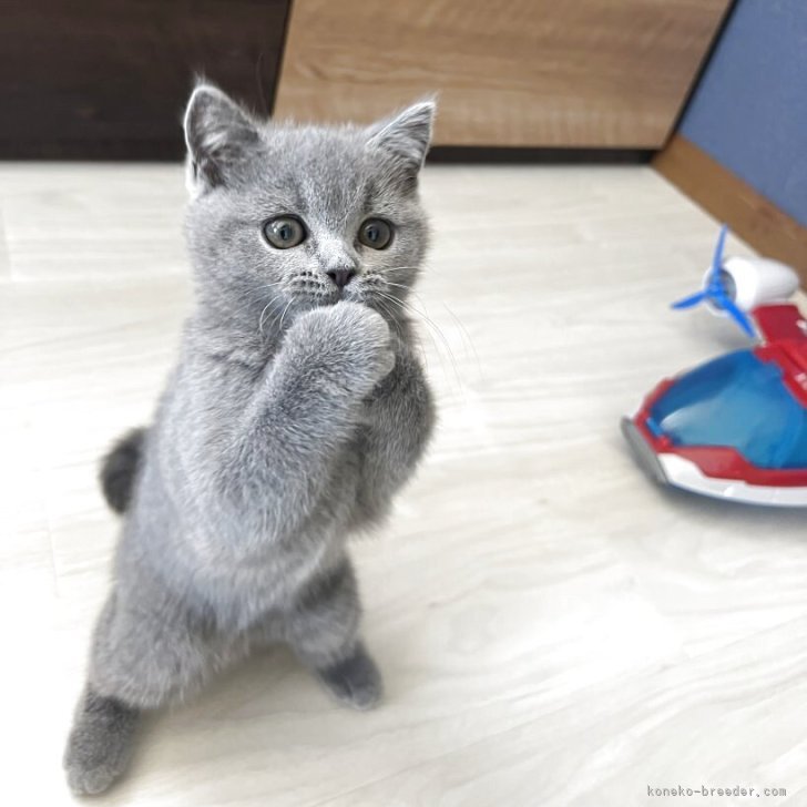 ブリーダー画像