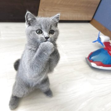 ブリティッシュショートヘア【三重県・女の子・2025年6月23日・ブルー】の写真「食いしん坊甘えん坊のぽっちゃり可愛い女の子」
