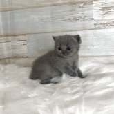 ブリティッシュショートヘア