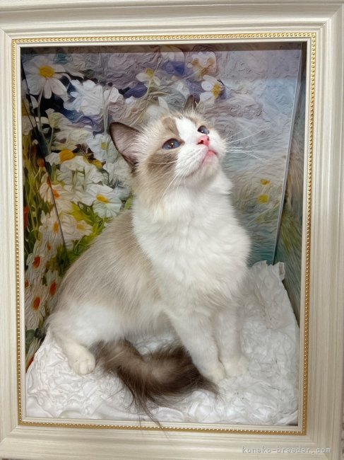 ラグドール【・女の子・2023年3月11日・シールポイントバイカラー】