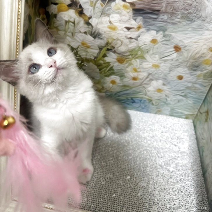 ブリーダー画像