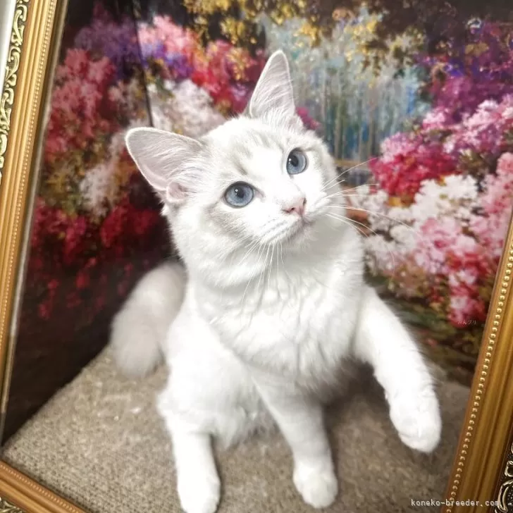 H.O 様のお迎えした子猫