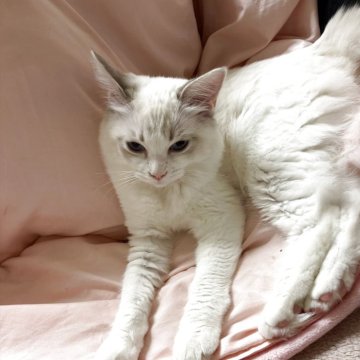 ラグドール【大阪府・女の子・2025年5月24日・ブルーポイントバイカラー】の写真「最終値下げです。超甘えたさん」