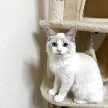 ラグドール【大阪府・女の子・2025年5月24日・ブルーポイントバイカラー】の写真「最終値下げです。超甘えたさん」