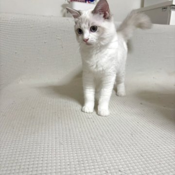 ラグドール【大阪府・女の子・2025年5月24日・ブルーポイントバイカラー】の写真「最終値下げです。超甘えたさん」