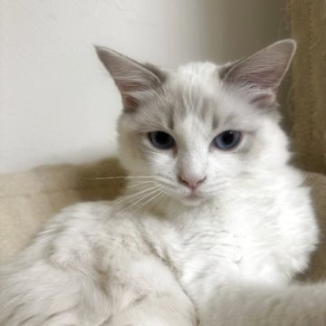 ラグドール【大阪府・女の子・2025年5月24日・ブルーポイントバイカラー】の写真「最終値下げです。超甘えたさん」