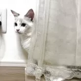 ラグドール【大阪府・女の子・2025年5月24日・ブルーポイントバイカラー】の写真3