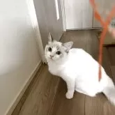 ラグドール【大阪府・女の子・2025年5月24日・ブルーリンクスポイントバイカラー】の写真8