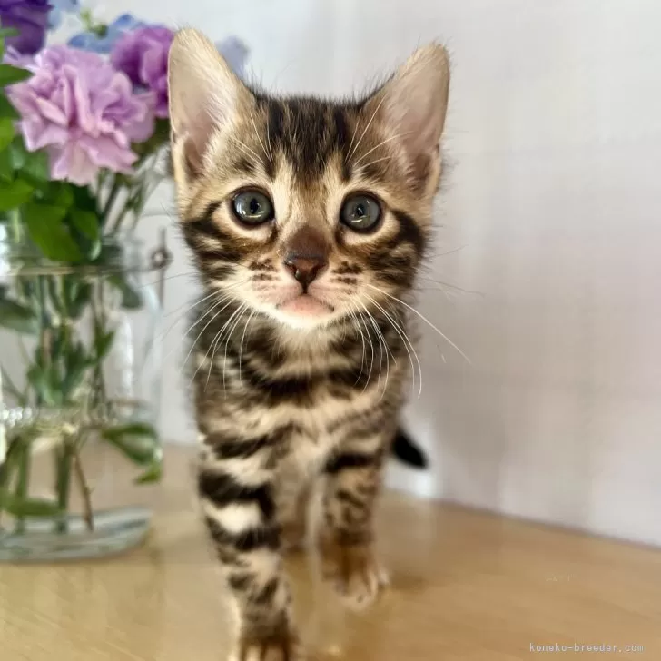 ID:2402-02147の子猫