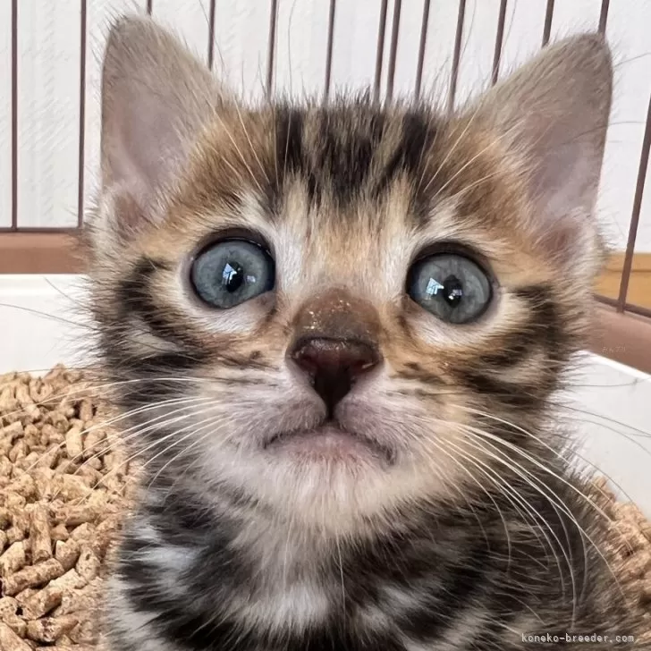 ID:2402-02114の子猫