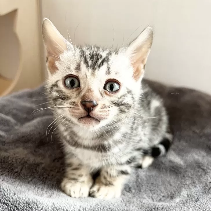 ID:2404-01781の子猫