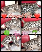 ベンガル【・女の子・2022年8月5日・シルバースポテッドタビー✨】