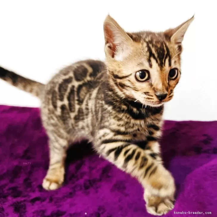 ベンガル【千葉県・男の子・2025年10月10日・ブラウンスポテッドタビー(ロゼット)】の写真1