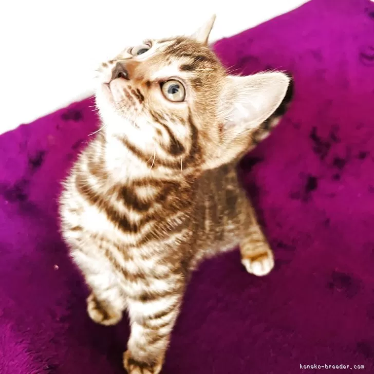 ベンガル【千葉県・男の子・2025年10月10日・ブラウンスポテッドタビー(ロゼット)✨✨】の写真1