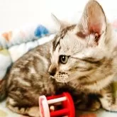 ベンガル【千葉県・女の子・2025年10月10日・✨シルバースポテッドタビー(ロゼット)】の写真4