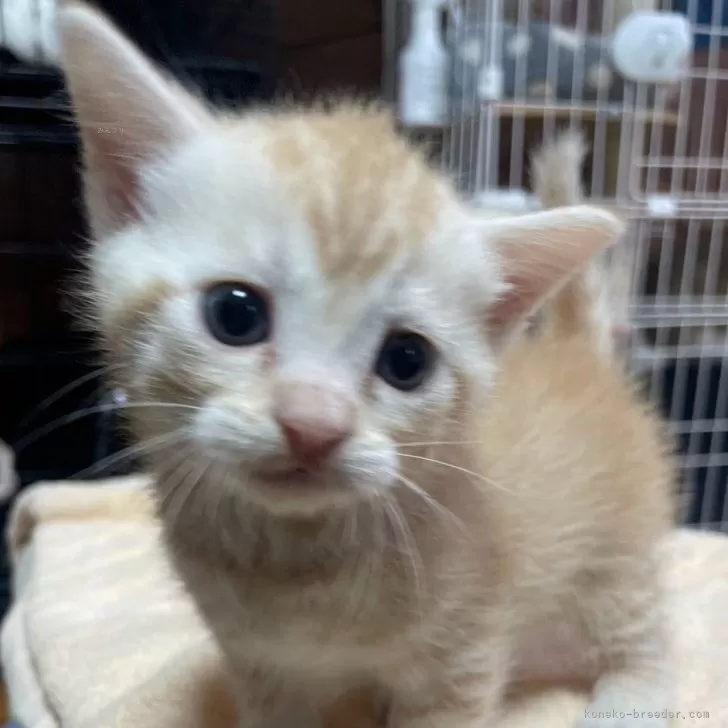 ID：2406-01071の子猫