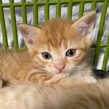 マンチカン(長足)【福岡県・男の子・2024年4月29日・レッドタビー】の写真「クリクリお目目で兄弟仲良し🥰」