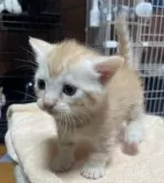 マンチカン(短足)【福岡県・男の子・2024年4月29日・レッドタビー】の写真2