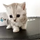 マンチカン(短足)