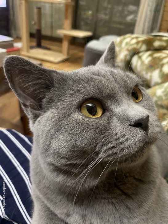 子猫のお父さんです。人懐っこいです。｜伊藤　多希子(いとう　たきこ)ブリーダー(愛知県・ブリティッシュショートヘア・ACC登録)の紹介写真2