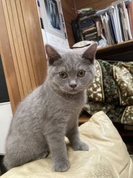 ブリティッシュショートヘア【愛知県・男の子・2021年4月26日・ブルータビー】の写真「おじいちゃんはTICAチャンピオン」