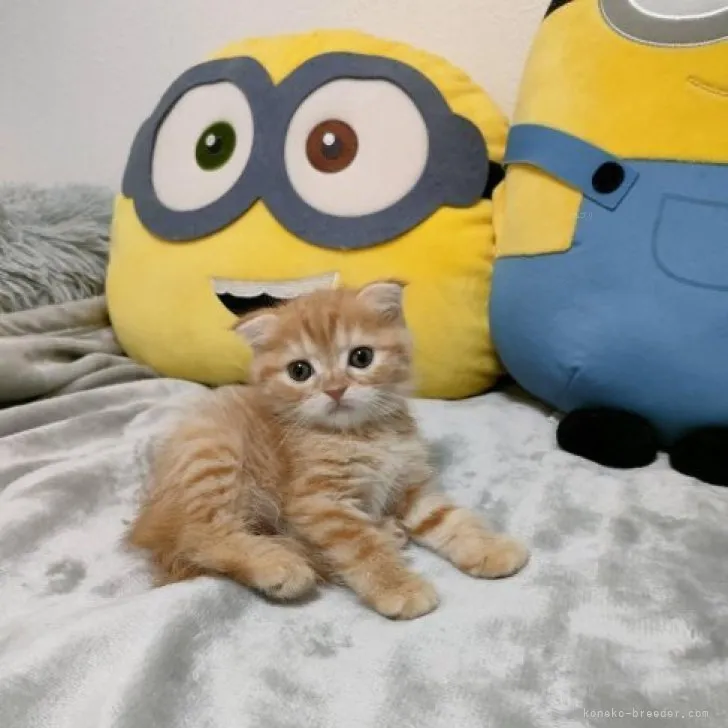 ID：2310-00232の子猫