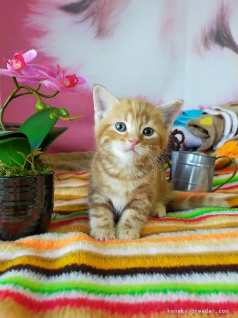 ID：2110-02428の子猫
