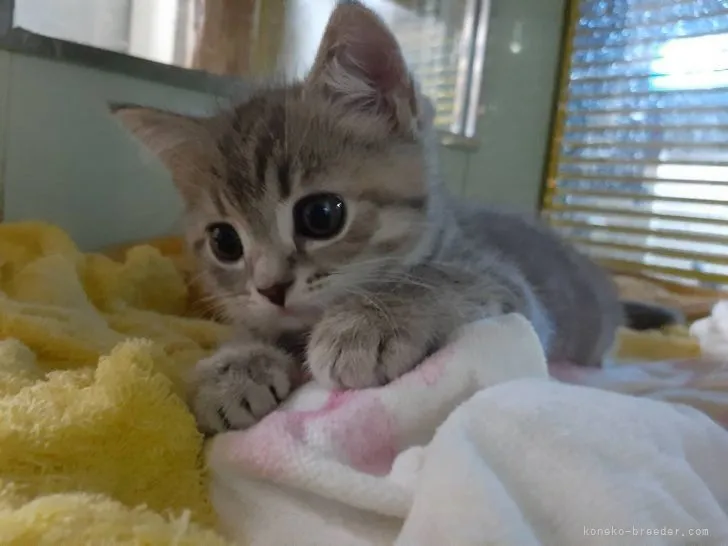 ID:2107-01516の子猫
