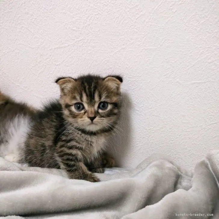 ID：2310-00235の子猫