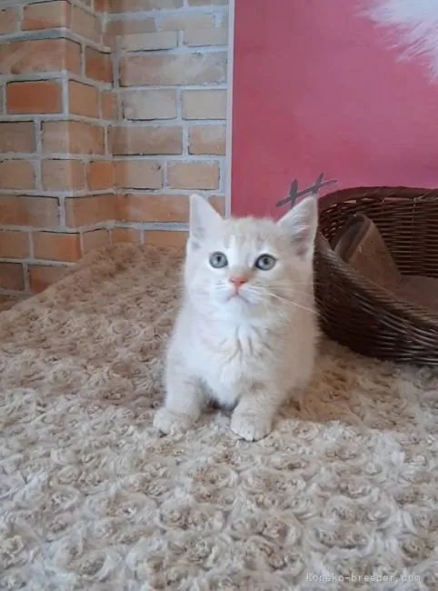 ID:2203-01994の子猫
