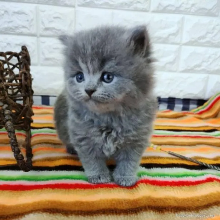 ID:2210-01966の子猫