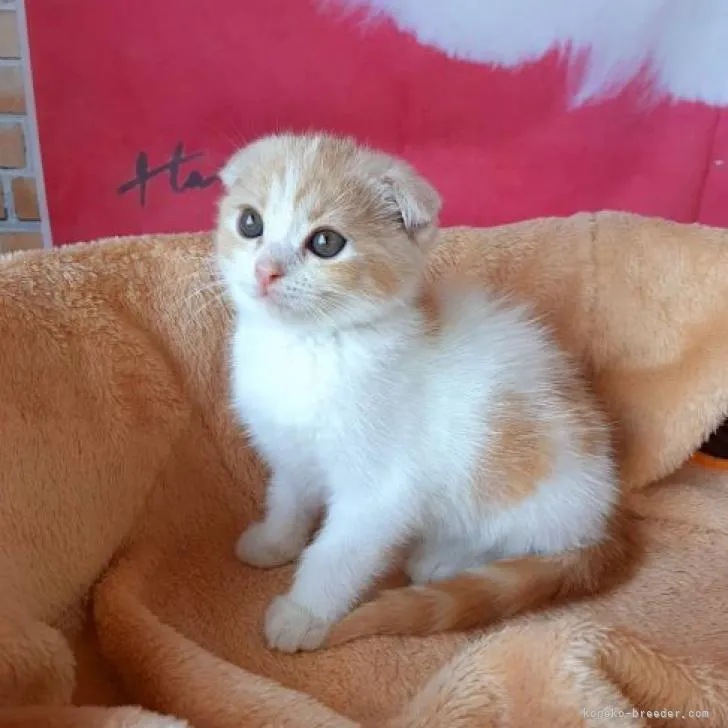 ID：2206-01988の子猫